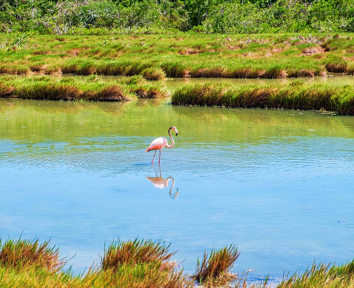 Turks and Caicos Pink Flamingo